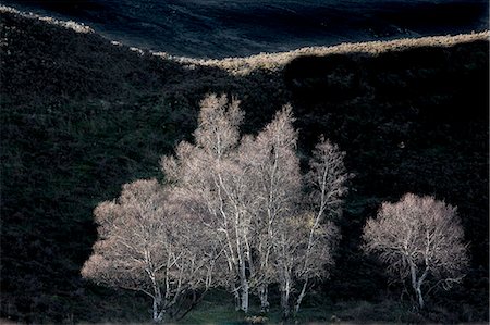 dreamy - Tranquil white trees, Scotland Stock Photo - Premium Royalty-Free, Code: 6113-09157751