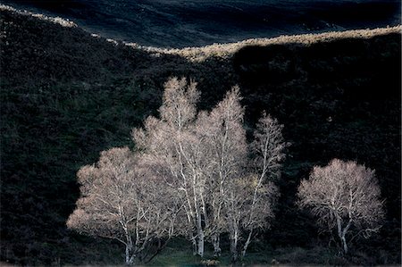 Tranquil white trees, Scotland Foto de stock - Royalty Free Premium, Número: 6113-09157751