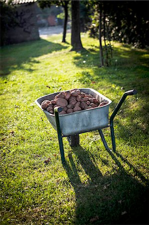 Fresh Potatoes In Wheelbarrow, Croatia, Slavonia, Europe Stockbilder - Premium RF Lizenzfrei, Bildnummer: 6115-06778677