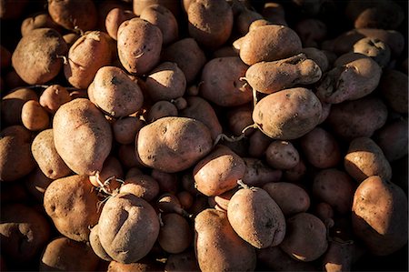 Fresh Potatoes, Croatia, Slavonia, Europe Stock Photo - Premium Royalty-Free, Code: 6115-06778678