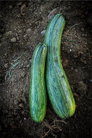 Fresh Zucchinis, Croatia, Slavonia, Europe Stock Photo - Premium Royalty-Free, Code: 6115-06778679