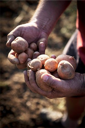 summer vegetable - Person Holding Potatoes, Croatia, Slavonia, Europe Stock Photo - Premium Royalty-Free, Code: 6115-06778687