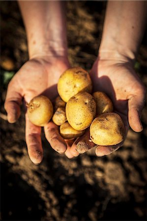 Person Holding Potatoes In Hands, Croatia, Slovania, Europe Foto de stock - Sin royalties Premium, Código: 6115-06778693