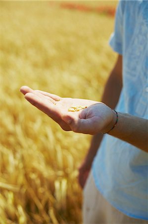 farmer in wheat field - Person In Wheat Field, Croatia, Dalmatia, Europe Foto de stock - Sin royalties Premium, Código: 6115-06778602