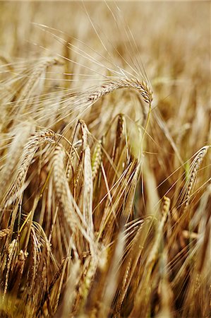 Wheat Field, Croatia, Dalmatia, Europe Foto de stock - Sin royalties Premium, Código: 6115-06778605