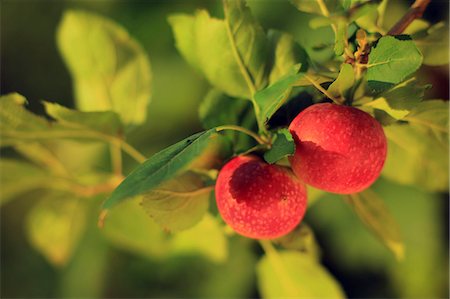 Apples On Tree, Baranja, Croatia, Europe Stock Photo - Premium Royalty-Free, Code: 6115-06778982