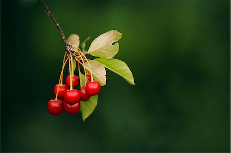 simsearch:6115-06778694,k - Fresh Cherries On Tree, Croatia, Slavonia, Europe Photographie de stock - Premium Libres de Droits, Code: 6115-06778991