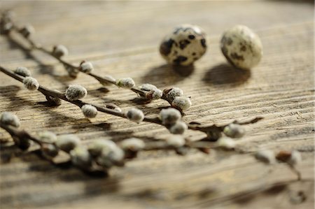 Quail Eggs Beside Catkins, Osijek, Croatia, Europe Foto de stock - Sin royalties Premium, Código: 6115-06779016