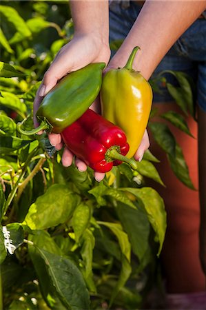 potager - Person Holding Fresh Bell Pepper In Hands, Croatia, Slavonia, Europe Photographie de stock - Premium Libres de Droits, Code: 6115-06732941