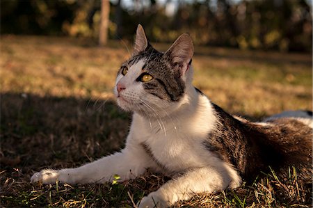 domestic animal - Domestic Cat On Meadow, Croatia, Slavonia, Europe Photographie de stock - Premium Libres de Droits, Code: 6115-06732932