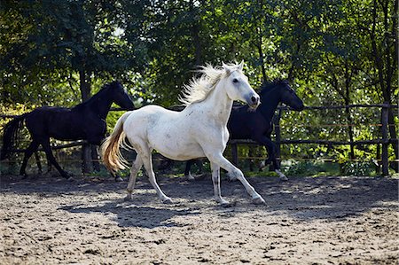 Herd Of Horses, Baranja, Croatia, Europe Stock Photo - Premium Royalty-Free, Code: 6115-06733040
