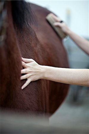 reiter- - Horse Grooming, Baranja, Croatia, Europe Stockbilder - Premium RF Lizenzfrei, Bildnummer: 6115-06733056