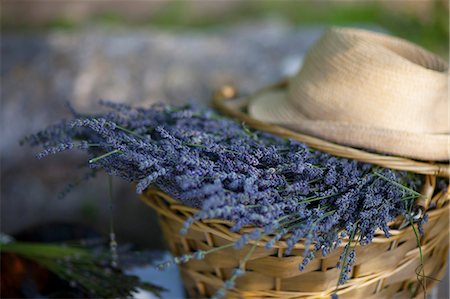 Bunch Of Lavender Flowers In Basket, Croatia, Dalmatia, Europe Foto de stock - Sin royalties Premium, Código: 6115-06733021