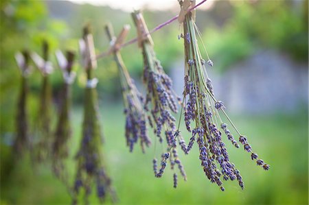 dried flower - Lavender Bunches Drying In The Sun, Croatia, Dalmatia, Europe Photographie de stock - Premium Libres de Droits, Code: 6115-06733029