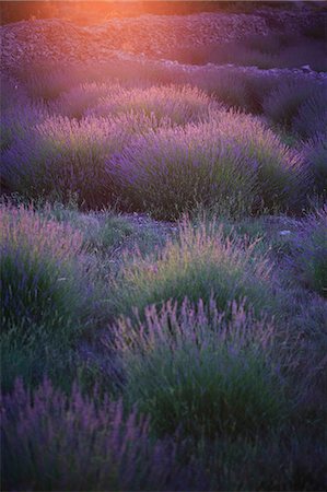 sunset farm - Lavender Field, Island Hvar, Croatia, Europe Stock Photo - Premium Royalty-Free, Code: 6115-06733317