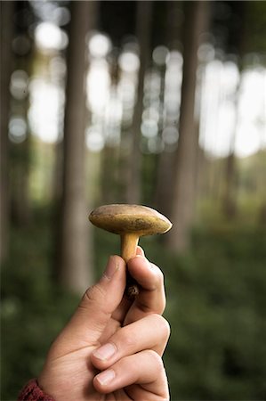 ernte - Person holding a single mushroom, Bavaria, Germany, Europe Stockbilder - Premium RF Lizenzfrei, Bildnummer: 6115-06967155