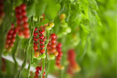 Tomatoes In Greenhouse, Croatia, Slavonia, Europe Stock Photo - Premium Royalty-Free, Code: 6115-06967182