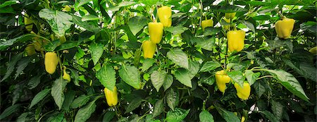 potager - Bell Pepper In Greenhouse, Croatia, Slavonia, Europe Photographie de stock - Premium Libres de Droits, Code: 6115-06967193