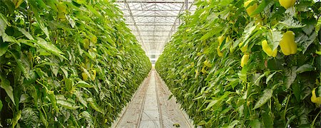 simsearch:6115-06732935,k - Plants In Greenhouse, Croatia, Slavonia, Europe Foto de stock - Sin royalties Premium, Código: 6115-06967192