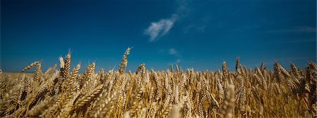 Wheat Field, Croatia, Slavonia, Europe Stock Photo - Premium Royalty-Free, Code: 6115-06967243