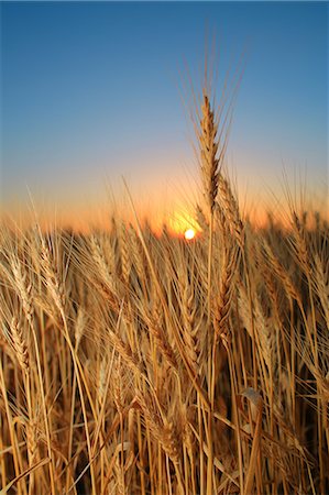 sunset farm - Wheat Field, Croatia, Slavonia, Europe Stock Photo - Premium Royalty-Free, Code: 6115-06967251