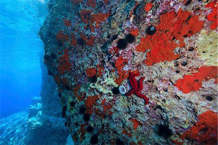 Blue Grotto, reef, Adriatic Sea, Island Mljet, Croatia Photographie de stock - Premium Libres de Droits, Code: 6115-06967255