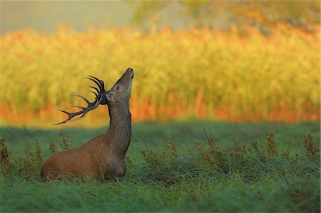 rutting period - Stag On Field Stock Photo - Premium Royalty-Free, Code: 6115-06967268