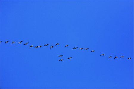 simsearch:649-08561779,k - Flock Of Birds Against Blue Sky Fotografie stock - Premium Royalty-Free, Codice: 6115-06967271