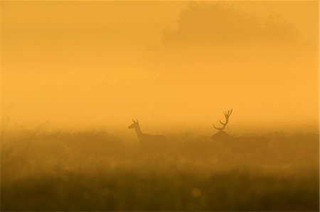 simsearch:6115-08149442,k - Stag And Deer At Sunrise Stock Photo - Premium Royalty-Free, Code: 6115-06967275