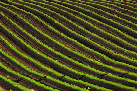 Carrot Field, Croatia, Slavonia, Europe Foto de stock - Sin royalties Premium, Código: 6115-06967235