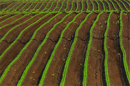 simple nature - Carrot Field, Croatia, Slavonia, Europe Foto de stock - Sin royalties Premium, Código: 6115-06967236