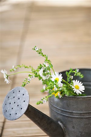 siembra - Daisies in Watering Can, Munich, Bavaria, Germany Photographie de stock - Premium Libres de Droits, Code: 6115-07109640