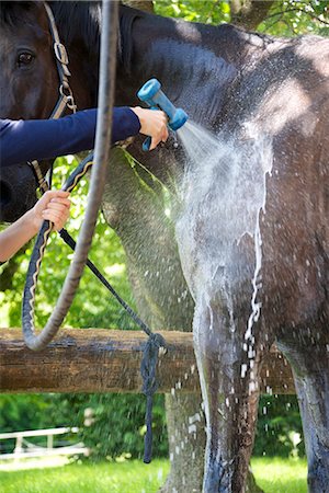 Woman Cleaning Horse, Baden Wuerttemberg, Germany, Europe Stock Photo - Premium Royalty-Free, Code: 6115-07109623