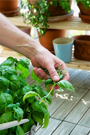 person balcony - Person Holding Basil In Hand Stock Photo - Premium Royalty-Free, Code: 6115-07282700