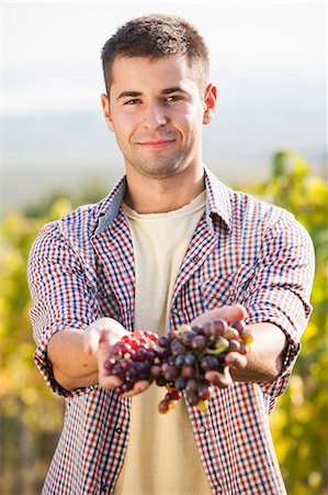 picking grapes - Grape harvest, Slavonia, Croatia Stock Photo - Premium Royalty-Free, Code: 6115-07282885