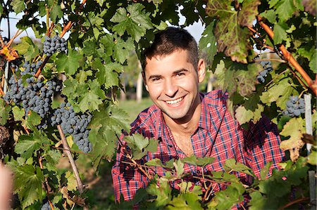 Grape harvest, portrait of young man, Slavonia, Croatia Stock Photo - Premium Royalty-Free, Code: 6115-07282891