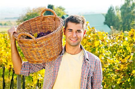 simsearch:6113-08805791,k - Grape harvest, Young man carrying basket with grapes, Slavonia, Croatia Foto de stock - Sin royalties Premium, Código: 6115-07282911