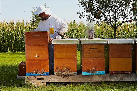 simsearch:6113-08220461,k - Beekeeper In Garden, Croatia, Europe Photographie de stock - Premium Libres de Droits, Code: 6115-07539641