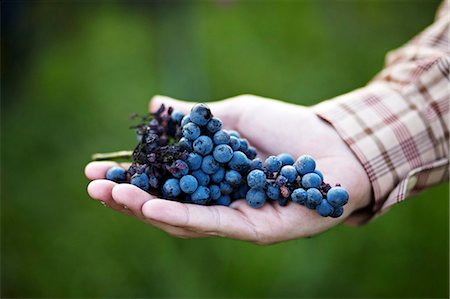 farmers harvesting grapes - Person Holding Bunch Of Wine Grapes, Croatia, Euope Stock Photo - Premium Royalty-Free, Code: 6115-07539602