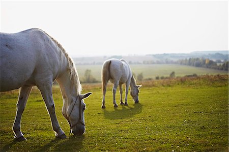 simsearch:6115-07109846,k - Two Horses Grazing On Pasture, Croatia, Europe Stock Photo - Premium Royalty-Free, Code: 6115-07539611