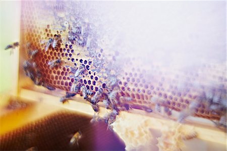 Bees And Honeycomb, Croatia, Europe Foto de stock - Sin royalties Premium, Código: 6115-07539629
