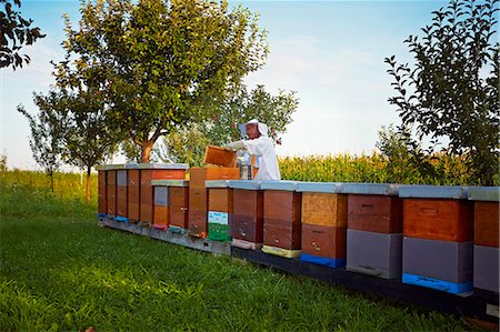 essaim - Beekeeper Working In Garden, Croatia, Europe Photographie de stock - Premium Libres de Droits, Code: 6115-07539630