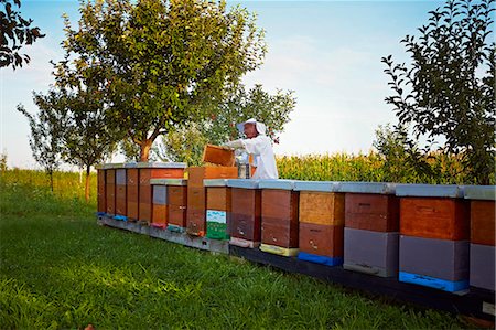 enjambre - Beekeeper Working In Garden, Croatia, Europe Foto de stock - Sin royalties Premium, Código: 6115-07539630