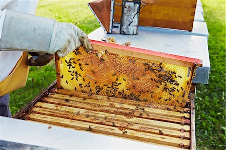Beekeeper Holding Honeycomb, Croatia, Europe Foto de stock - Sin royalties Premium, Código: 6115-07539631