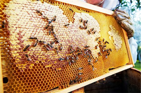 enjambre - Beekeeper Holding Honeycomb, Croatia, Europe Foto de stock - Sin royalties Premium, Código: 6115-07539637