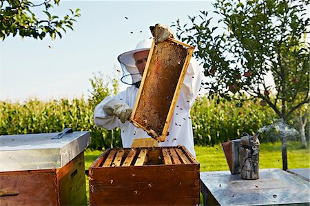 Beekeeper In Garden, Croatia, Europe Foto de stock - Sin royalties Premium, Código: 6115-07539638