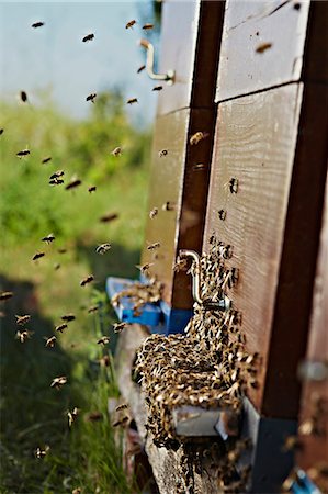 Beehive In Summer, Croatia, Europe Stock Photo - Premium Royalty-Free, Code: 6115-07539639