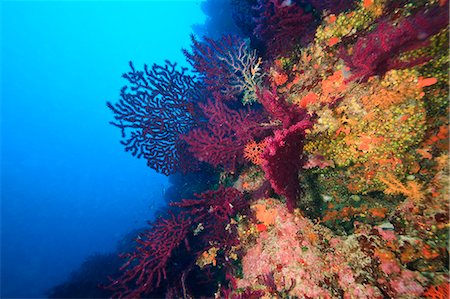 Red gorgonian sea fan, Adriatic Sea, Croatia, Europe Foto de stock - Sin royalties Premium, Código: 6115-07539848