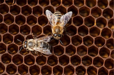 Bees And Honeycomb, (Apis mellifera),Croatia, Europe Photographie de stock - Premium Libres de Droits, Code: 6115-08066442