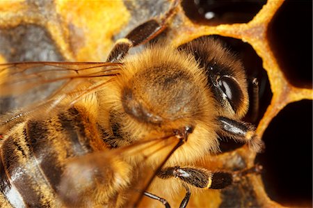 Bees And Honeycomb, (Apis mellifera),Croatia, Europe Foto de stock - Sin royalties Premium, Código: 6115-08066449